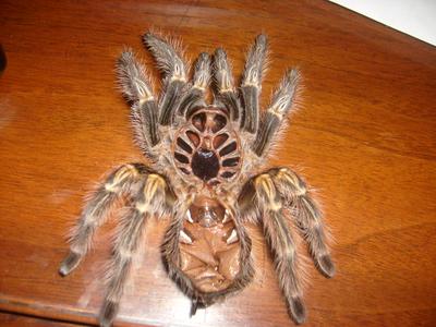 A tarantula molt